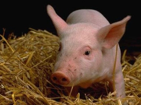 Свиной грипп, фото http://img.vesti.kz