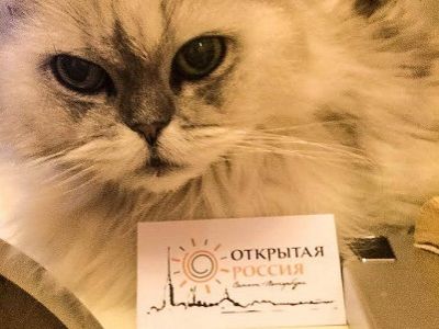 Кошка, растревоженная визитом следователей. Фото из ФБ Андрея Пивоварова