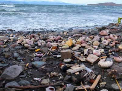 Погибшие морские животные на побережье Халактырского пляжа. Фото: Василий Яблоков/Greenpeace
