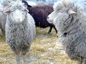 Овцы. фото с сайта www.nevod.ru