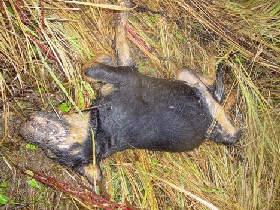 Труп собаки, найденной в Ивантеевке. Фото БФ "Ласковый зверь"