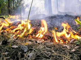 Пожар в лесу. Фото: img-2006-04.photosight.ru